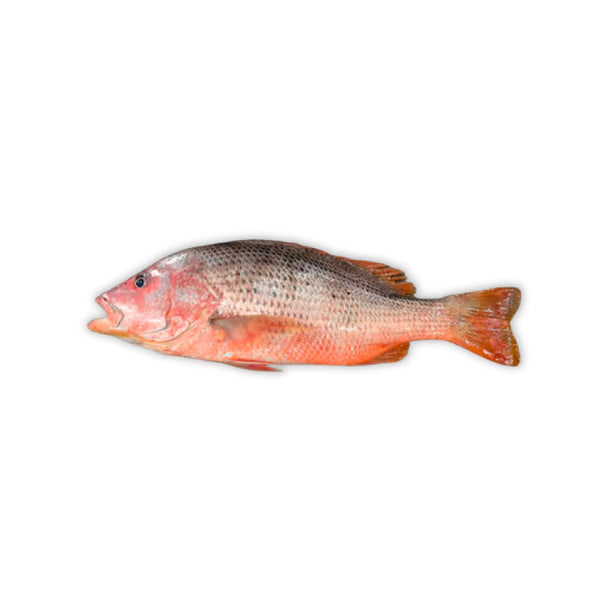 Red snapper - 12.99/lb – Chika International Inc