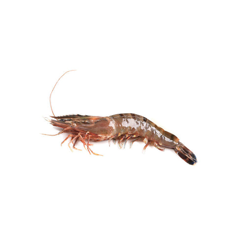 African Shrimp