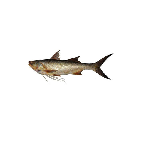African fish giant threadefin - 17.99/lb
