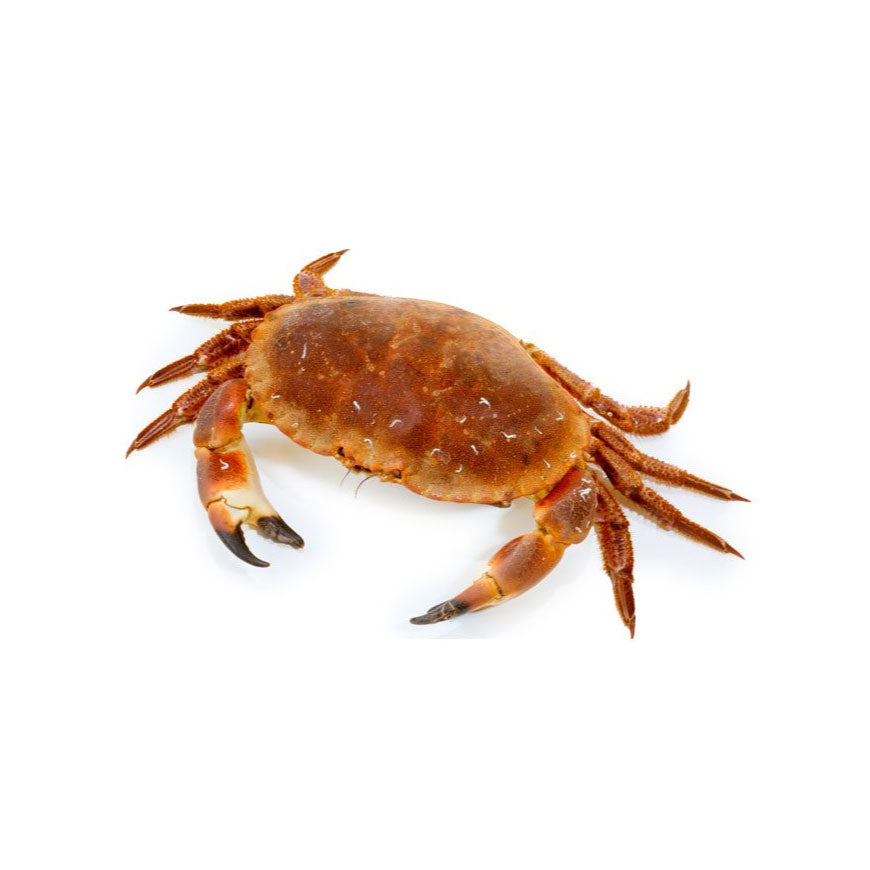 Fresh crab