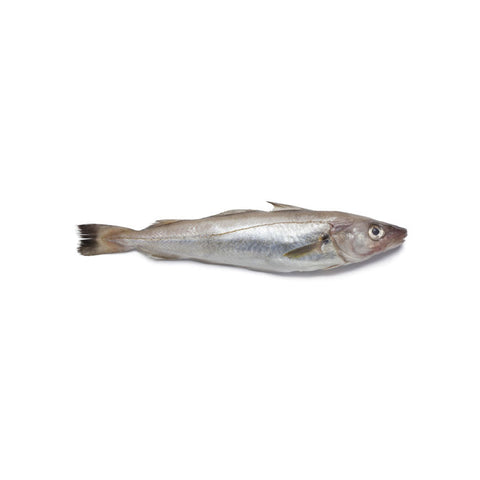 whiting fish