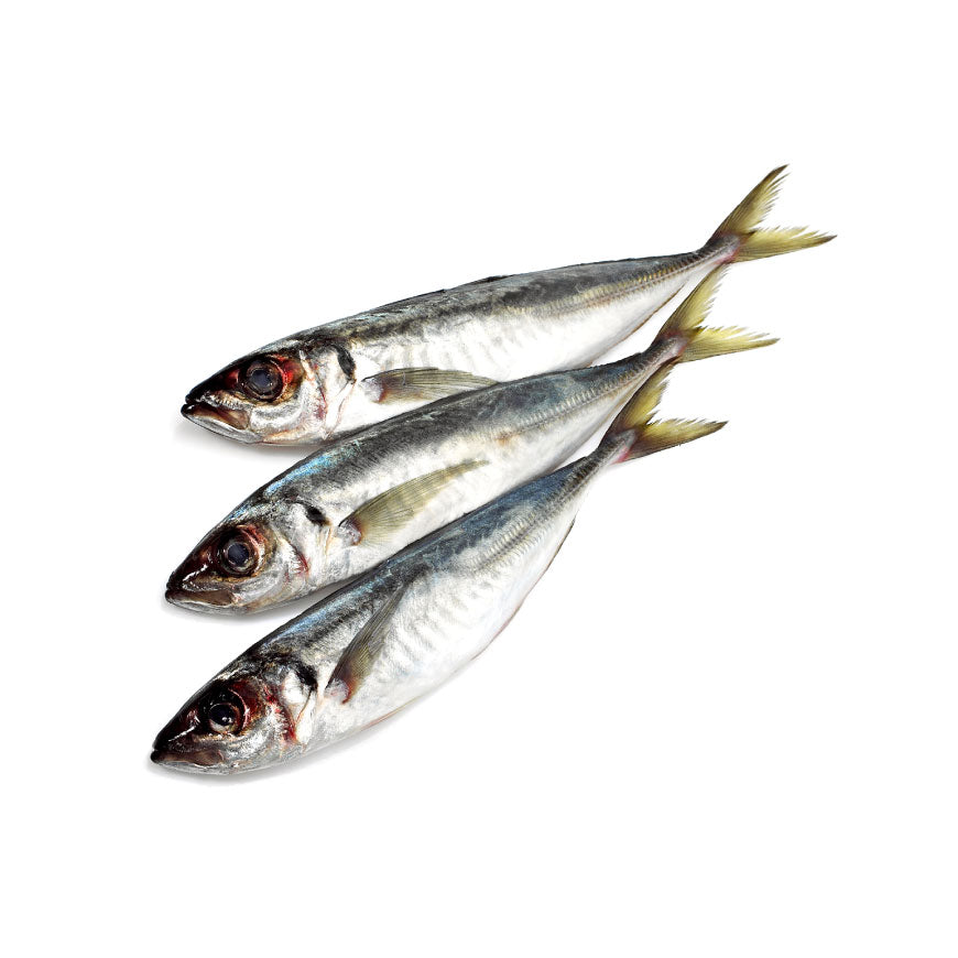 Horse mackerel