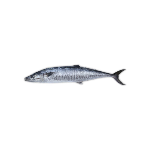 King fish – Chika International Inc