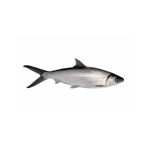 Milkfish - 4.49/lb